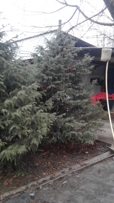 Ель тяньшанская пушистая