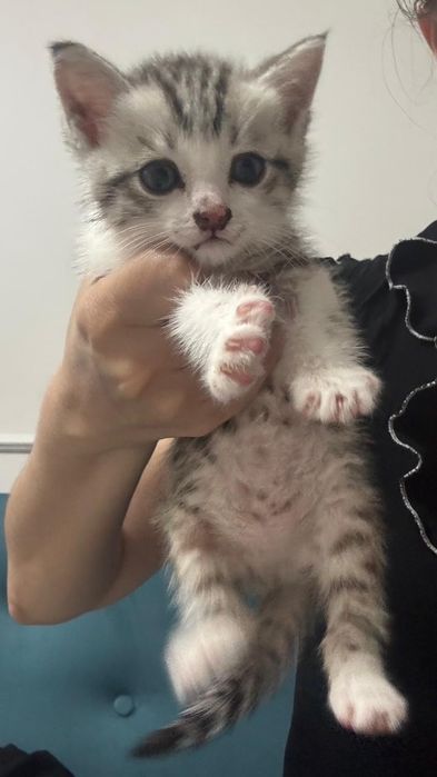 Продается котенок