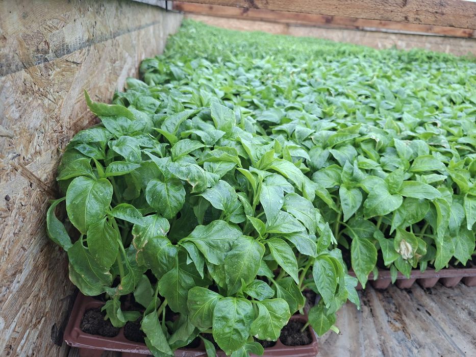 Rasaduri legume productive !