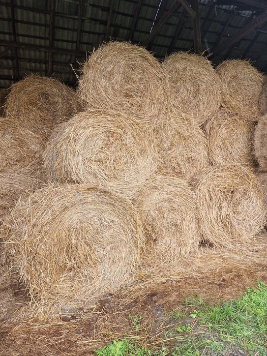 Vând baloti de Fan si Paie producție 2025