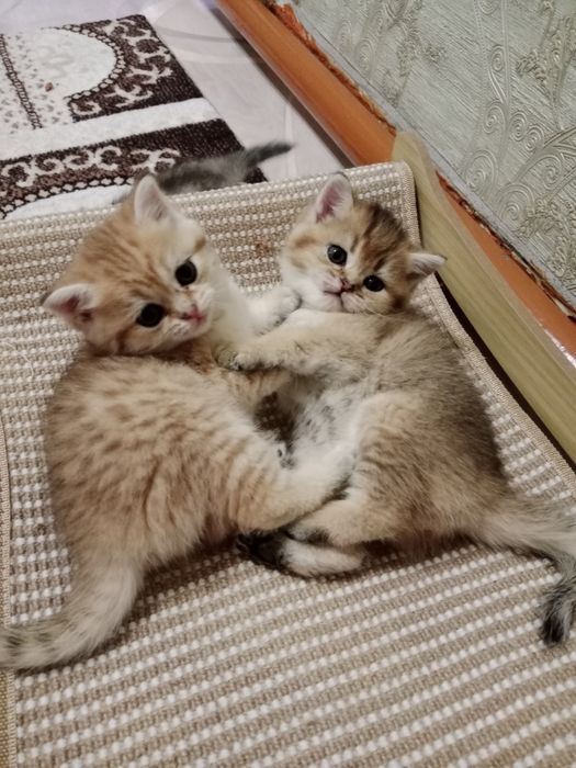 Продам Британских котят.