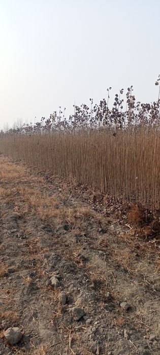 Dexqonchilik terak koʻchatlar