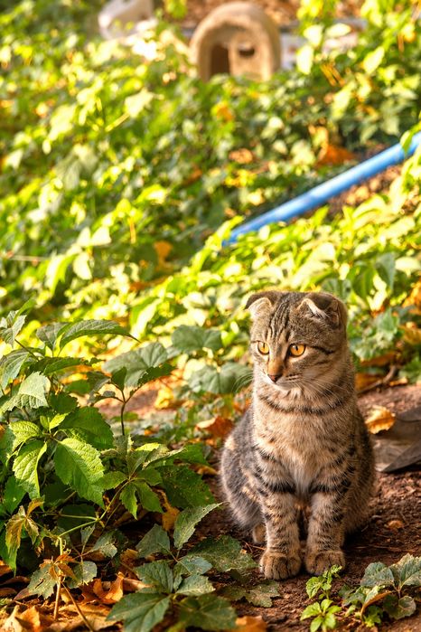 Продам Вислоухого Кота