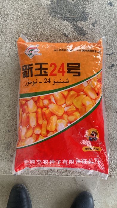 Семена кукурузы