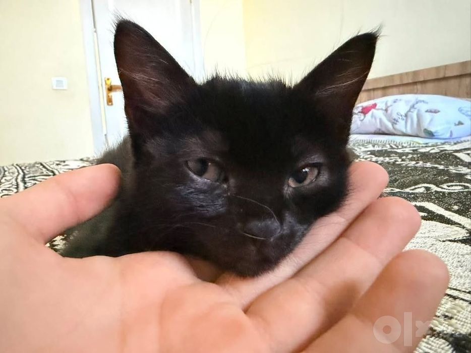 Котята трехмесячные