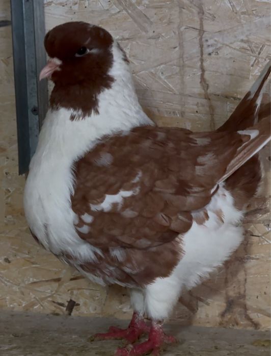 Самка кинг самка!