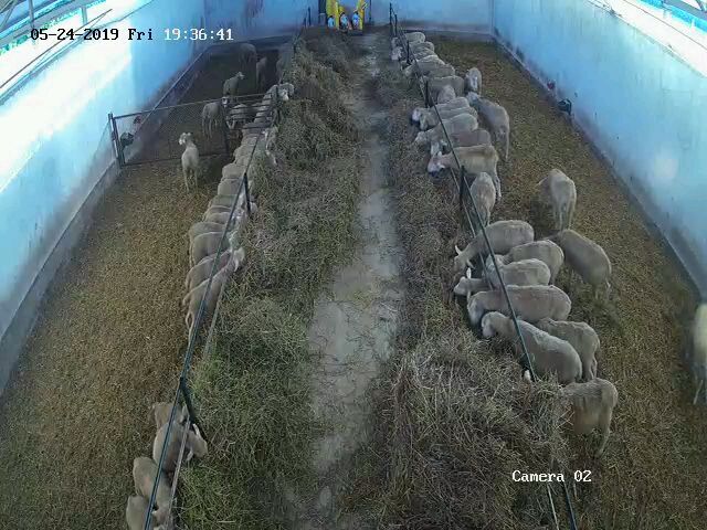 Berbeci Ile de France rasa de carne cu pedigree,certificat.