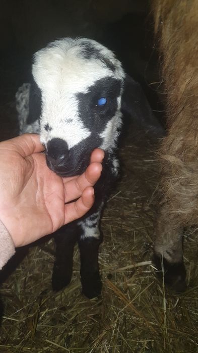 Vând  miei și iezi  din doi