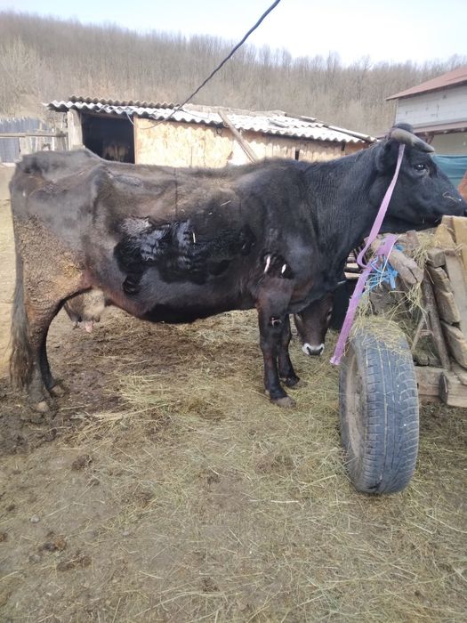 Vand Vaca gestanta in 8  luni sau schimb cu vaca de abator