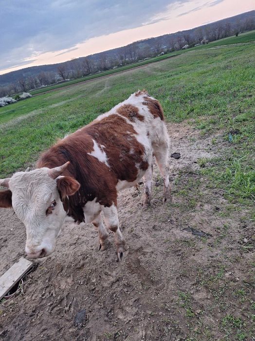 Vand taurasi din rasa BR