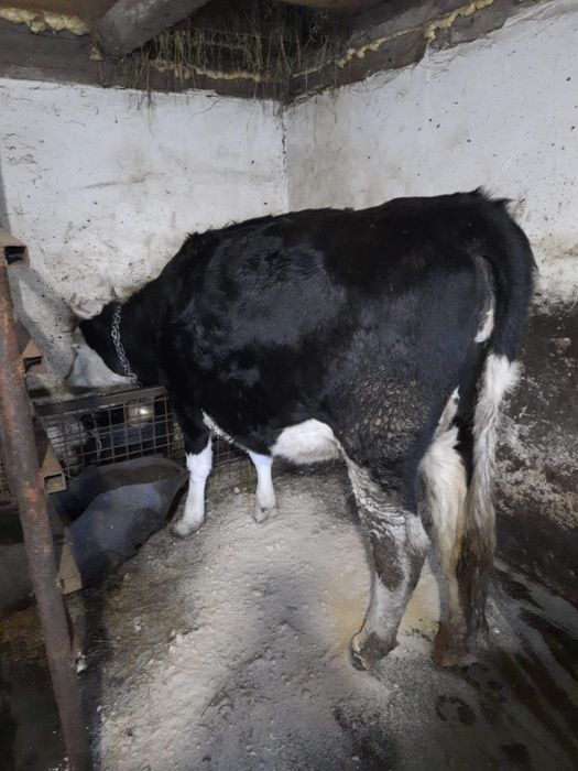 Vaca la prima fatare cu vitel