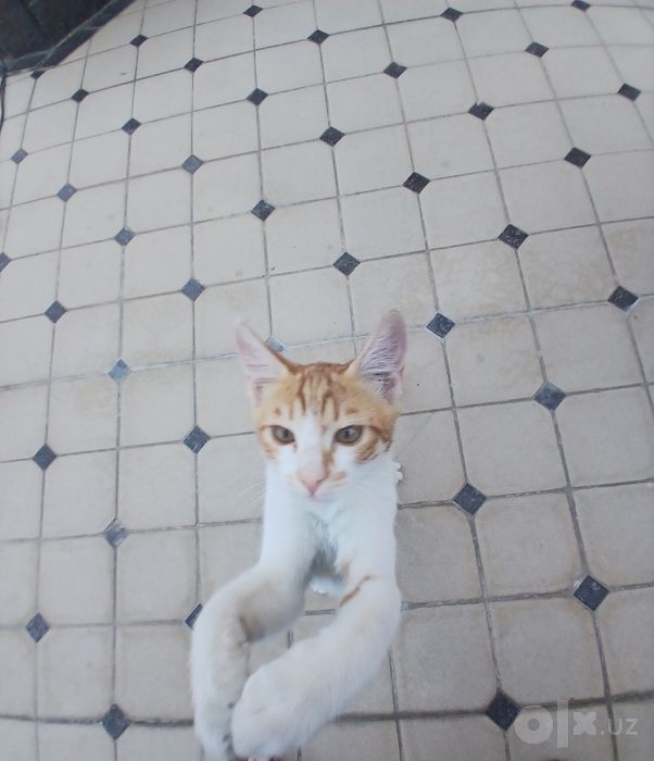 Котёнок метис бенгала