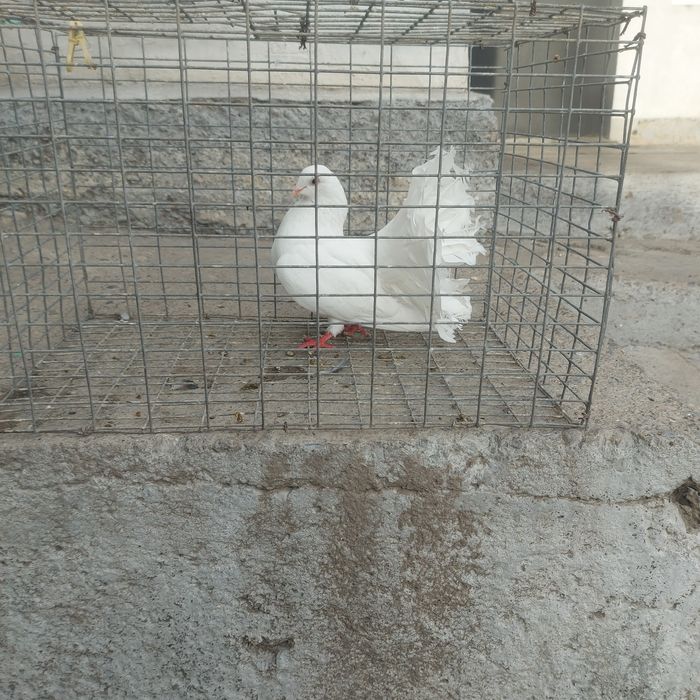 Павлин  самка  1год