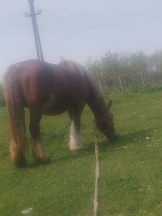 De vanzare o iapa de 7 ani gestanta de 11 luni cu acte linistita fara defecte buna la caruta