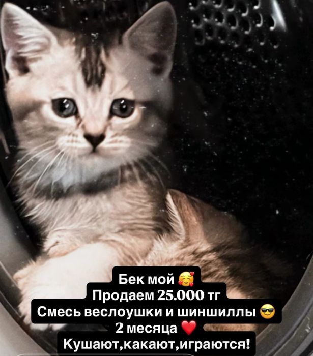 продам котят в добрые руки