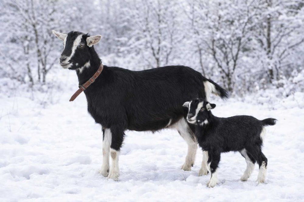 Молочная коза Альпийской породы