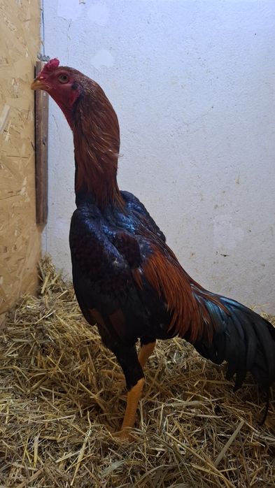 Продам чужиков разных