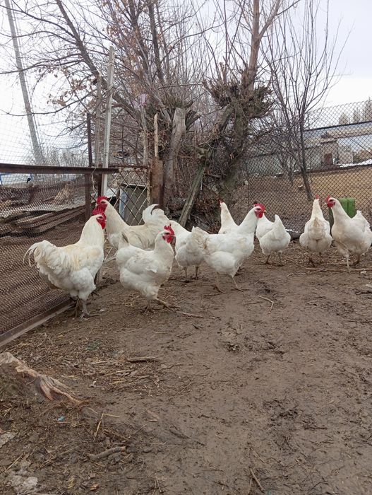 Яйцо белый джерсийский гигант