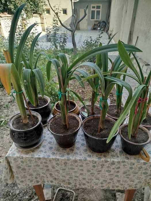 продам комнатные цветы