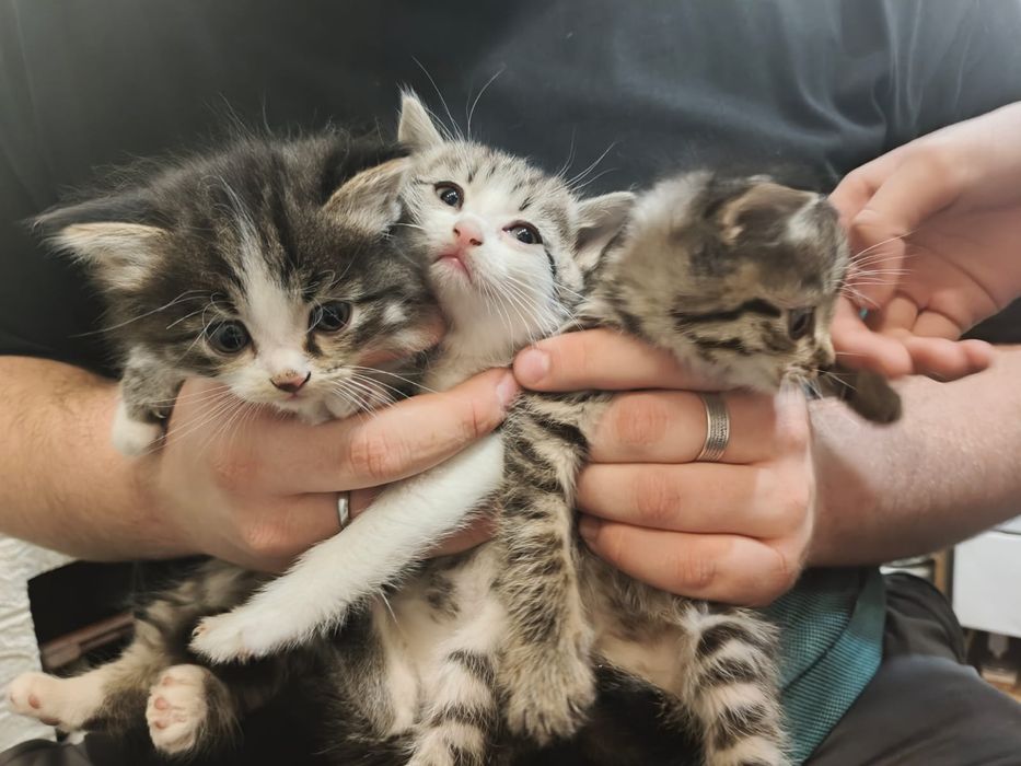 Отдам котят в хорошие руки