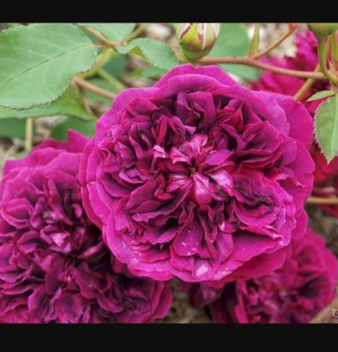 Atirgul ko'chatlari sotiladi