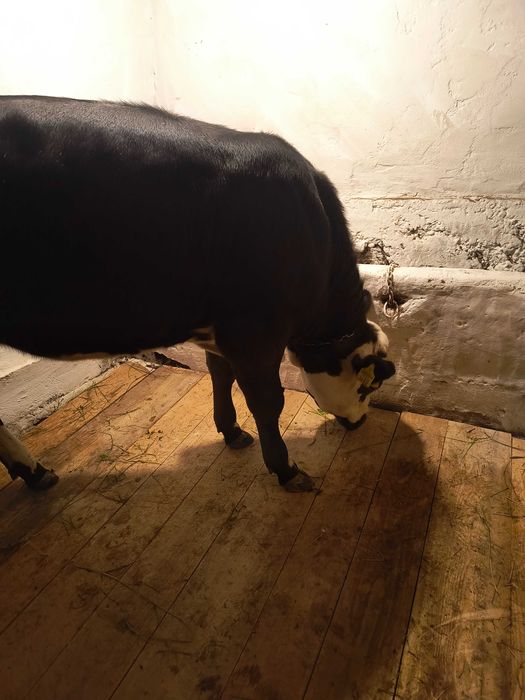 Vaca juninca bălțată