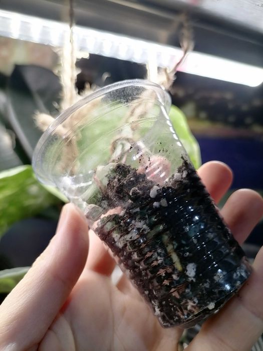 Монстера альба черенок