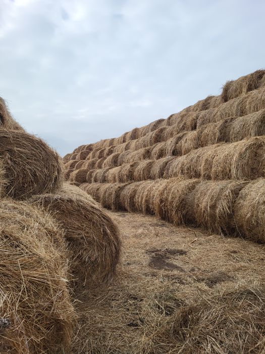 Сено в рулоне луговое разнотравье