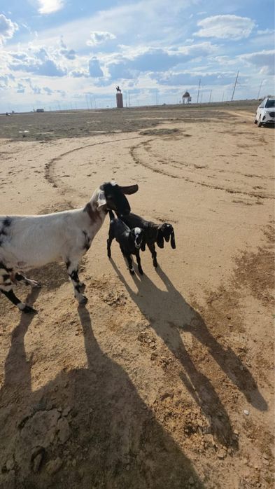 эшки уш баламимен