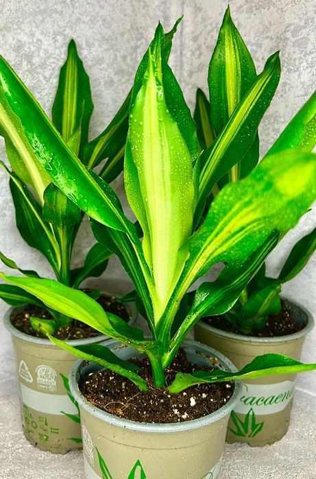 Драцена Маргината 40см 3500