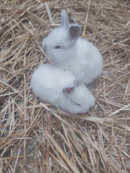 Продаются кролики крольчата куен болалари
