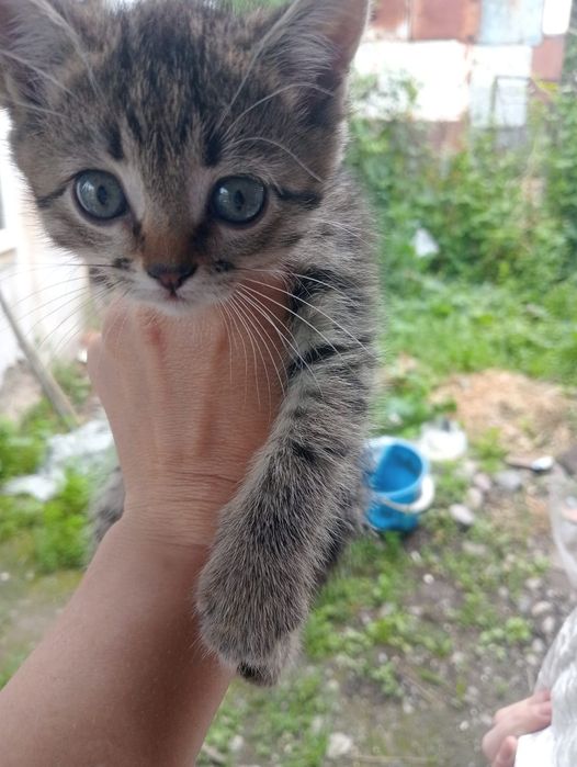 Милые котятки , очень красивые.
