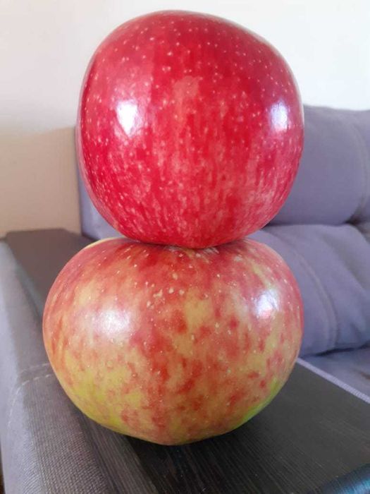 Плодовые деревья