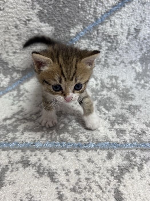 Котята британские