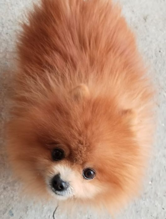 Пропала собака! Рыжий шпиц