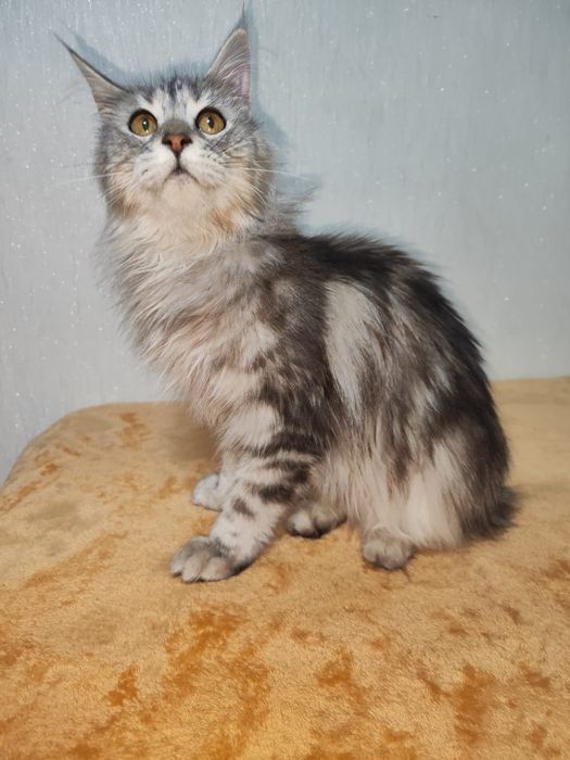 Кошечка  Мейн-кун