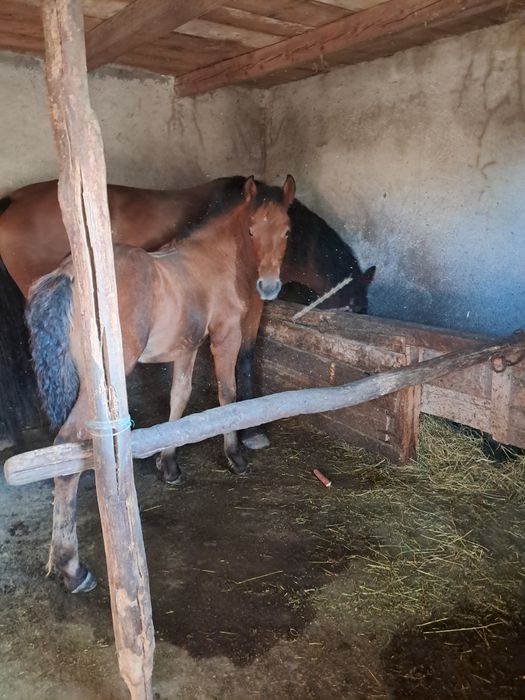 Vând iapă de 4ani