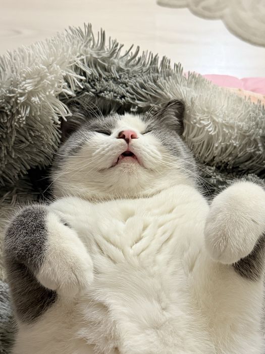 Кошка по имени Лео