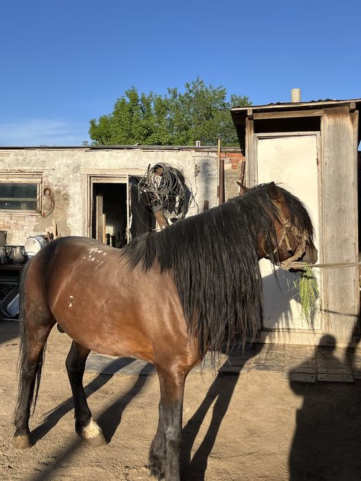 Айғыр сатылады. Продается жеребец