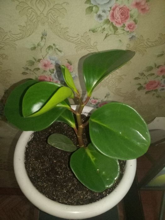 Продам цветок в горшке.