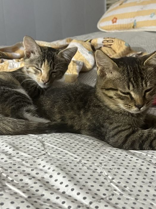 Chiroyli uy  mushugi