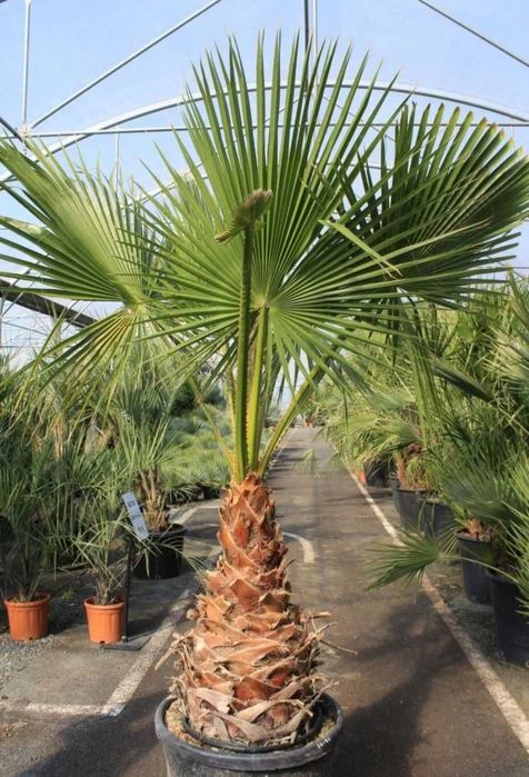 Palma daraxtlari bor