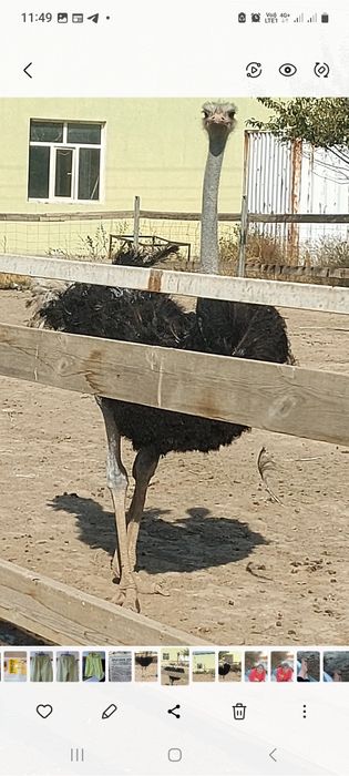 Продаю страусов африканских