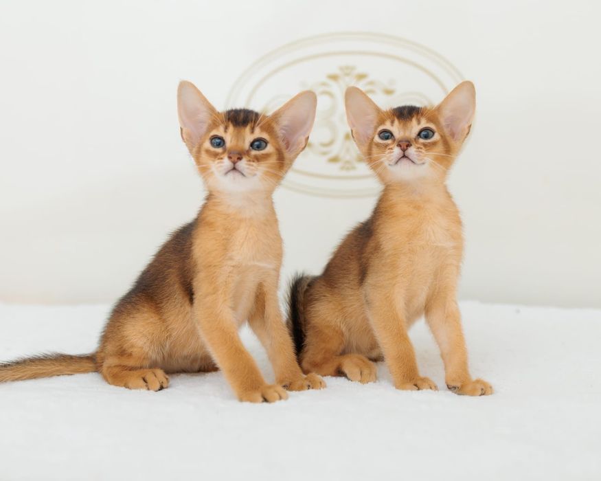 Абиссиские котята дикого окраса