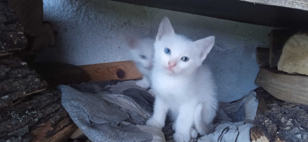 Бели котета с разноцветни очи