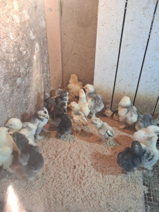 Прожа цеплят кохинхина и брама