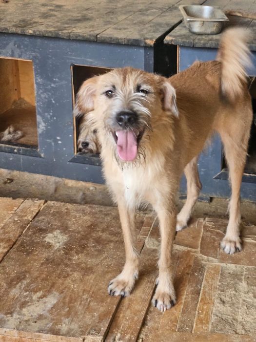 Молодой мальчик Дин, 11 мес., ищет дом