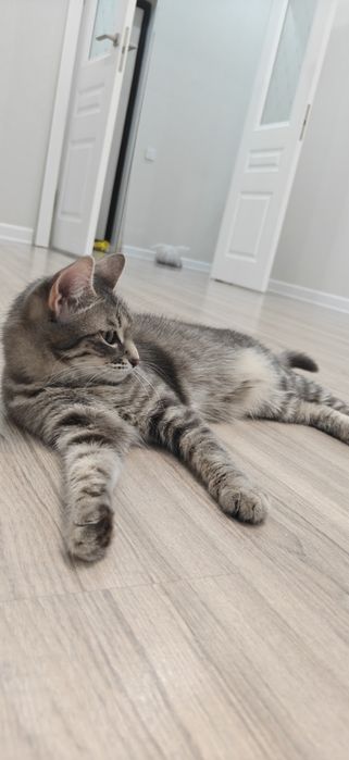 Отдам кошку в добрые руки