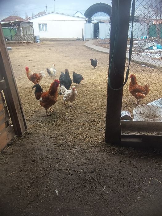 Тауыктар сатылады