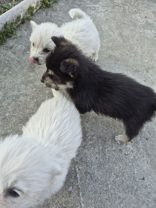 Donez catei talie medie